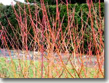 Kompakter Rotholz-Hartriegel    Cornus alba Winter Beauty