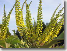 Blüten der Schmuckmahonie im Februar-April        Mahonia bealii