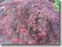 Japanischer Schlitzahorn Acer palmatum Dissectum Garnet