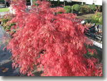 Japanischer Schlitzahorn    Acer palmatum Dissectum Garnet