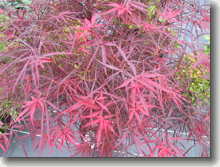 Aufrecht wachsender japanischer Schlitzahorn Acer palmatum Red Pygmy