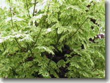 Spitzahorn Drummondii Acer platanoides Drummondii (nah)