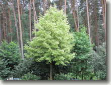 Spitzahorn Drummondii Acer platanoides Drummondii