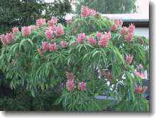 Aesculus pavia Koehnei - Pavie oder Zwergkastanie