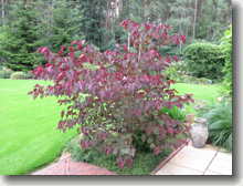 Rotblättriger Judasblattstrauch Cercis canadensis Forest Pansy