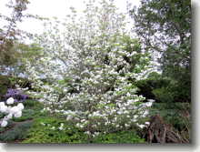 Amerikanischer Blumenhartriegel Cornus florida