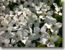 Chinesischer Blumenhartriegel    Cornus kousa chinensis