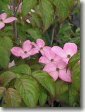 Roter Japanischer Blumenhartriegel Cornus kousa Satomi