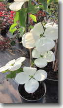 Großblumiger Blumenhartriegel     Cornus kousa Venus