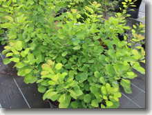 Gelbblättriger Perückenstrauch Cotinus coggygria Ancot (Golden Spirit)