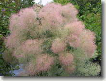 Perückenstrauch    Cotinus coggygria Young Lady