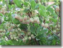 Prachtglöckchen Enkianthus campanulatus
