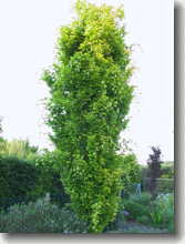 Säulen-Goldbuche Fagus sylvatica Dawycks Gold