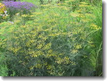 Foeniculum vulgare Purpureum - Bronzefenchel