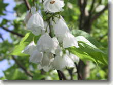 Maiglöckchenbaum Halesia monticola