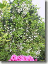 Maiglöckchenbaum Halesia monticola