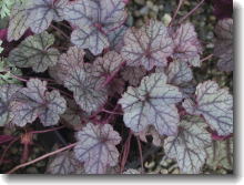 Heuchera Prince Of Silver - Purpurglöckchen - Schmuckblattstaude