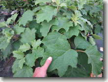 Eichenblättrige Hortensie Hydrangea quercifolia