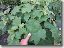 Eichenblättrige Hortensie    Hydrangea quercifolia