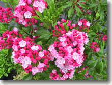 Großer Berglorbeer Kalmia latifolia Ostbo Red