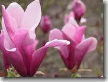 Rote Tulpenmagnolie    Magnolia lilliflora Nigra