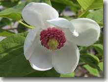 Sommermagnolie Magnolia sieboldii
