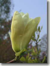 Gelbe Tulpenmagnolie Magnolia Hybride Yellow River
