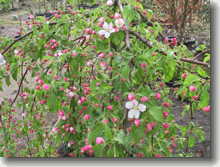 Grüner Hänge-Zierapfel Malus Red Jade