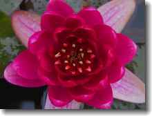 Nymphaea Perry's Baby Red - Rote Zwergseerose