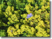 Solidago caesia Laurin - Zwerg-Goldraute