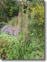 Stipa brachytricha - Diamantgras