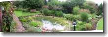 Gartenteich nach 1 Jahr